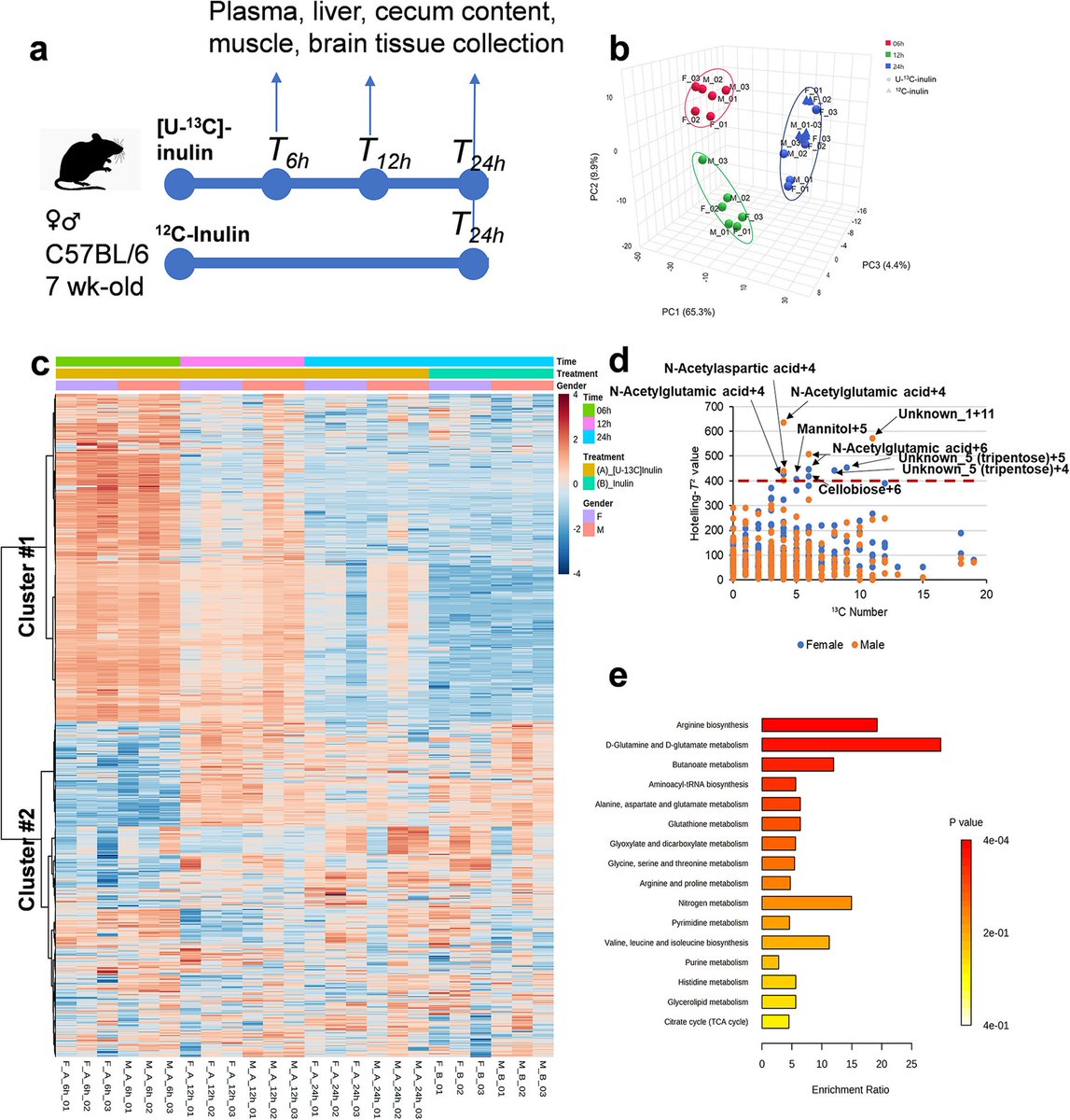 13C-Stable isotope resolved metabolomics uncovers dynamic biochemical landscape of gut microbiome-host organ communications in mice dlvr.it/T6w14Q
