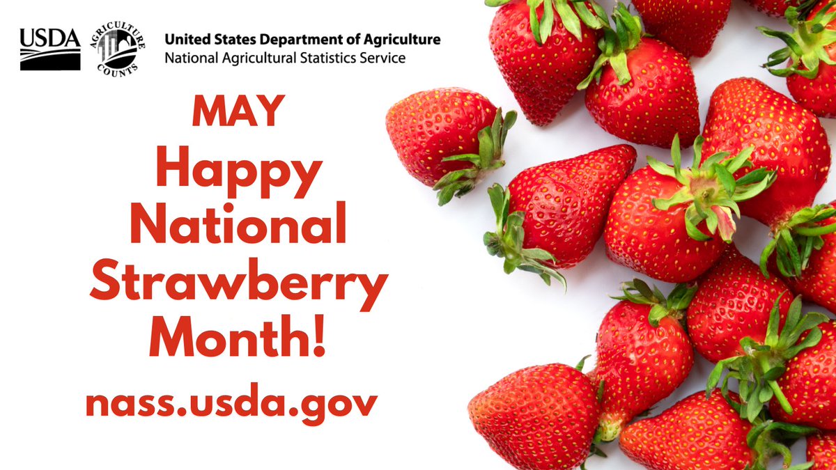 Strawberry production in 2023 totaled 2.76 billion lbs., down 3% from 2022. The value of the crop totaled $3.39 billion, up 4% from the previous season. Find #strawberry data in the recent Noncitrus Fruits and Nuts report usda.library.cornell.edu/concern/public…. #NationalStrawberryMonth #AgStats