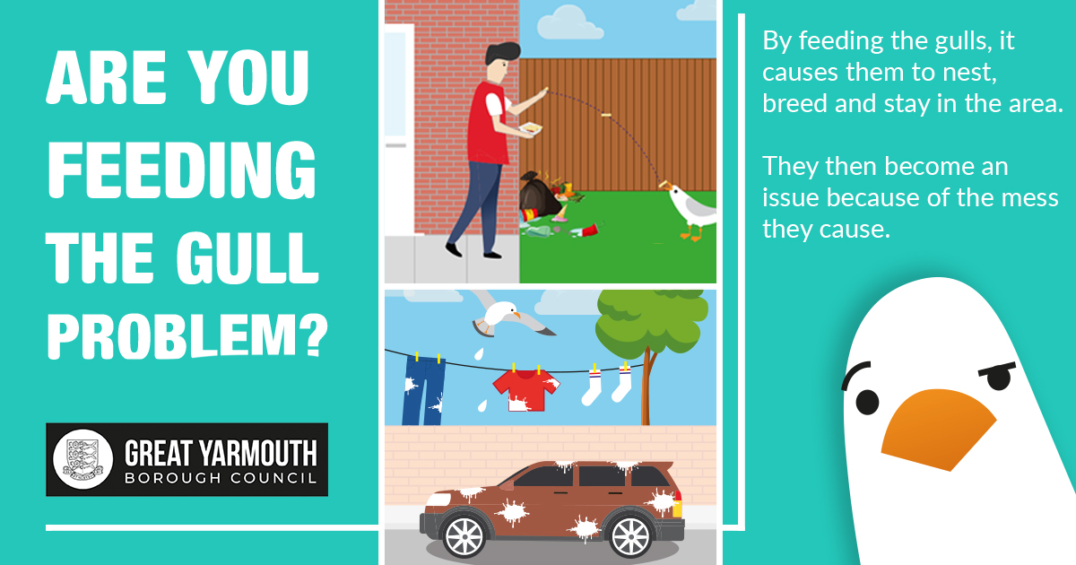 Feeding the gulls in Great Yarmouth, Caister and Gorleston creates problems for our residents, so please be considerate and help reduce the issues it can cause. Find out more about overfeeding of gulls and what to do if you have problems here: bit.ly/3zWjKw4
