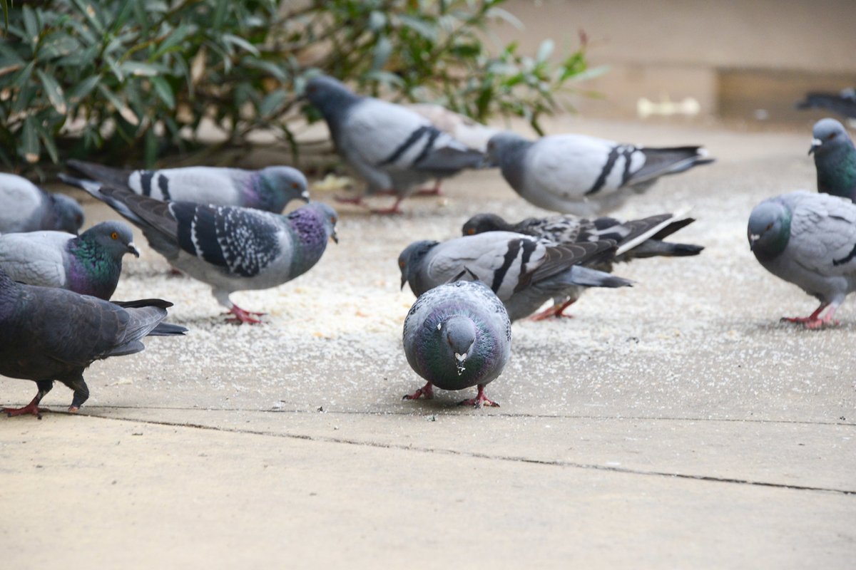 🕊️ Sabies que l’Ajuntament controla la sobrepoblació de coloms gràcies a l’ús de pinso anticonceptiu? 💊 El fàrmac que recobreix el blat de moro no és tòxic ni per a les persones ni per als animals i els seus efectes són reversibles. ➡️ ow.ly/6rZW50Ramic #rubicity