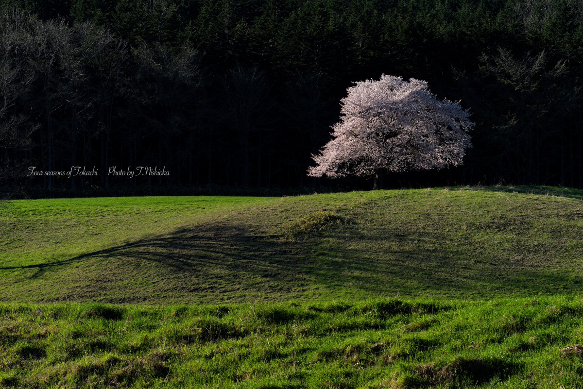 孤高の一本桜🌸
北海道十勝地方

#北海道  #十勝　#桜