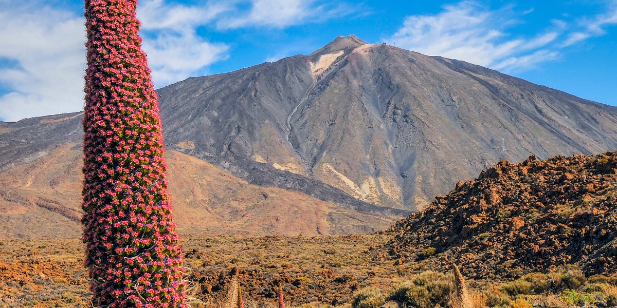 Aprovechamos que comienza la época de floración del Tajinaste rojo del Teide (𝙀𝙘𝙝𝙞𝙪𝙢 𝙬𝙞𝙡𝙙𝙥𝙧𝙚𝙩𝙞𝙞) para contar más detalles sobre esta especie.  Esta especie habita solamente en el Parque Nacional del Teide, en la isla de Tenerife.