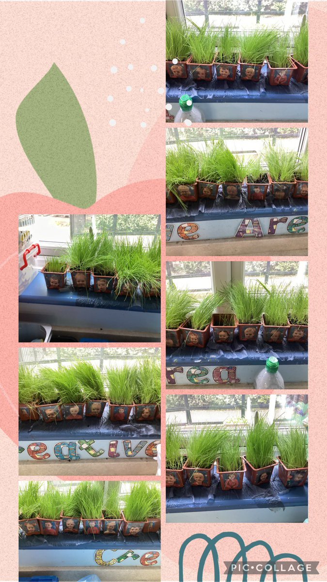In nursery we have been growing grass to make grass heads ! Our grass has grown very long now . It might need cutting ! #eyfs #KUW #diddygardeners