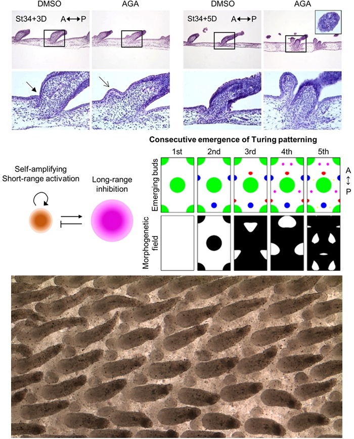 Inhibition of #GapJunctions can stimulate new #feather bud formation in specific topological positions in developing #ChickenSkin explants, as predicted by math simulations of consecutive waves of #Turing instabilities #PLOSBiology plos.io/3V2caLm