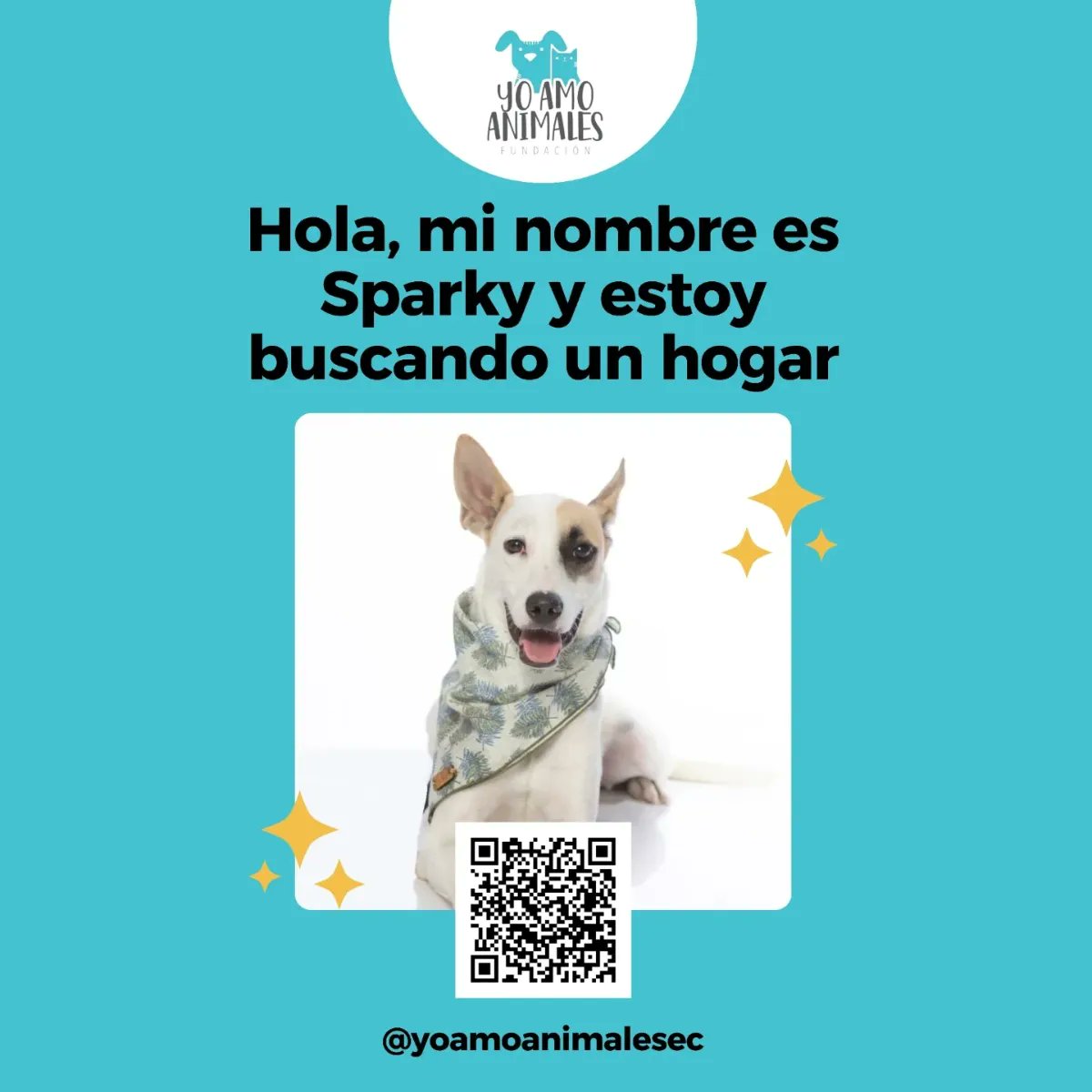 Detrás de esos ojitos lindos hay una historia de maltrato que me ha costado mucho a Sparky superar .
Con mucho amor y cuidado lo hemos ido logrando .
Ayúdanos a seguir cuidando de él,  como hogar temporal o definitivo. 
Cubrimos todos sus gastos .
☎️ +593 96 355 0144