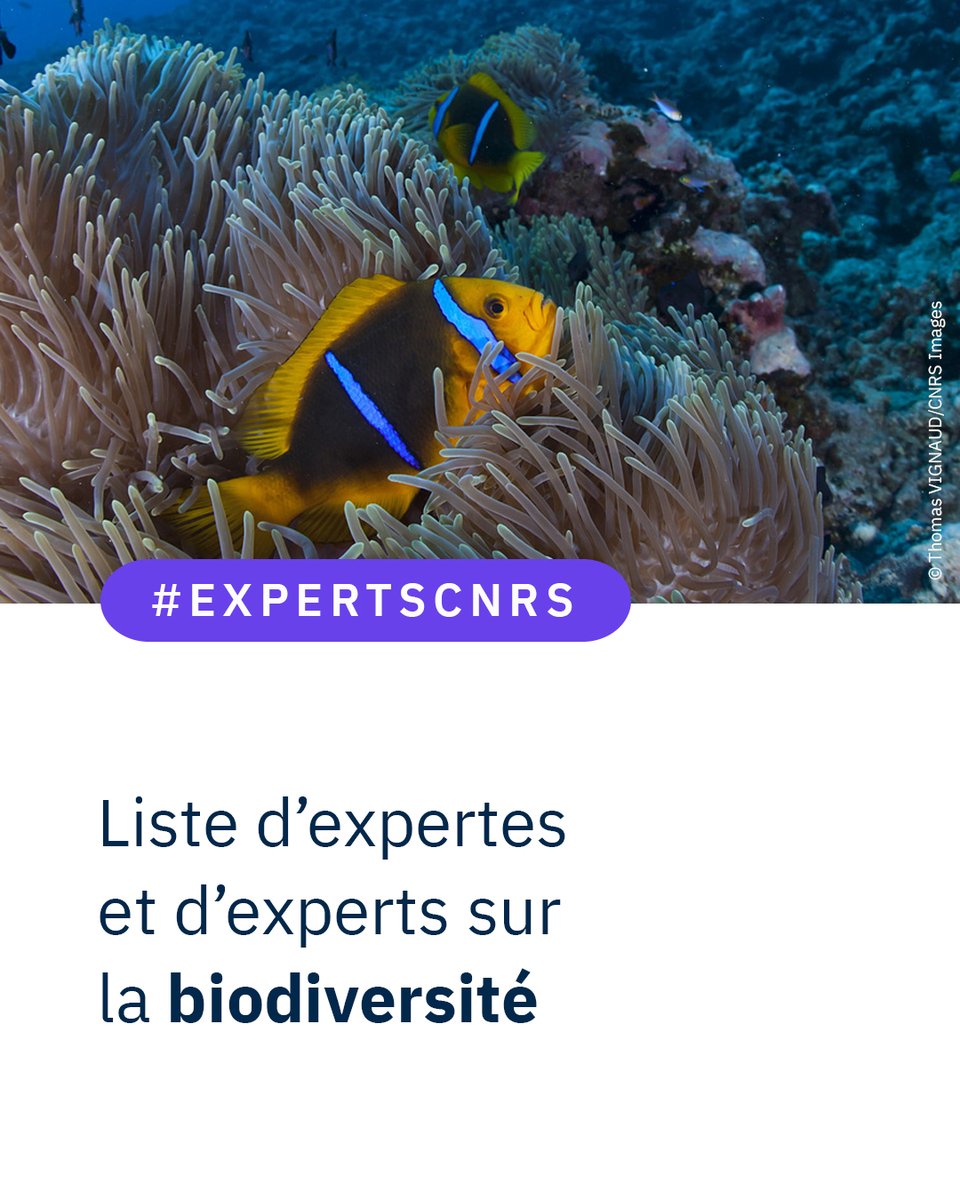 #ExpertsCNRS 🔎 Journalistes, à l’occasion de la journée internationale de la #biodiversité 🌿🐠 le 22 mai prochain, le @CNRS met à disposition des médias des contacts de spécialistes afin de répondre aux questions soulevées. 🌍 📞📩 cnrs.fr/fr/contacts