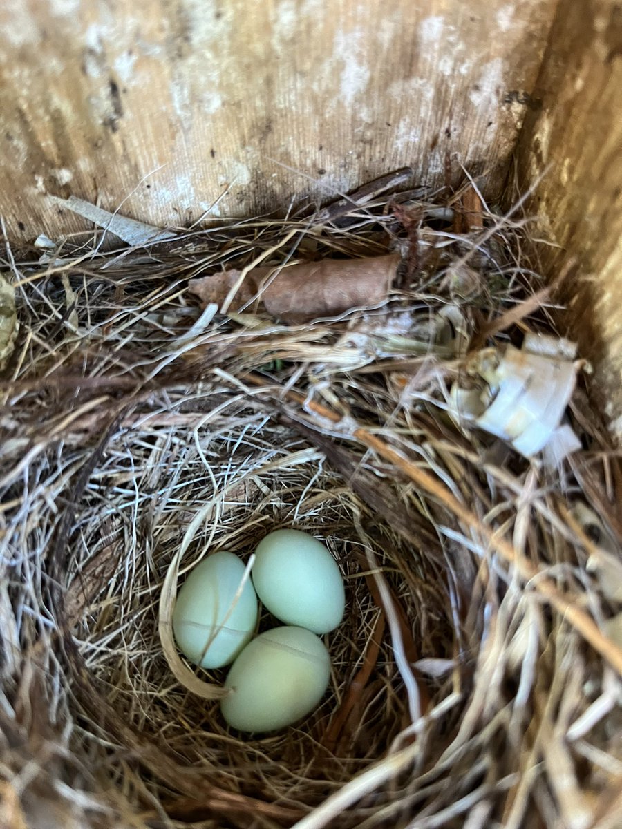 We found our first nest with pied flycatcher eggs!! Four days earlier than last year’s first egg.