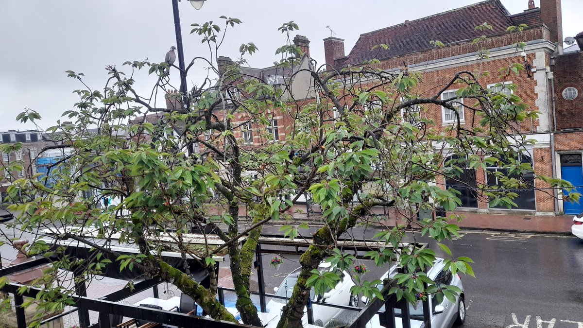 Despite a recent refusal of a request to cut back this tree on Highways land in the High St EG, it was witnessed being done anyway and done badly. It has also caused significant damage to others property which will need to be rectified. Highways are investigating.