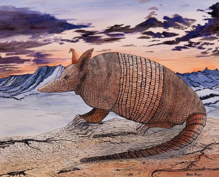 May 15th is National Armadillo Day.  This is my watercolor and ink of an armadillo at sunset along the mountains in the desert.  redbubble.com/shop/ap/325616… #mattstarrfineart #armadillo #armadillos #animal #wildlife #desert #mountain #sunset #sunrise #sundown #landscape #shell #art