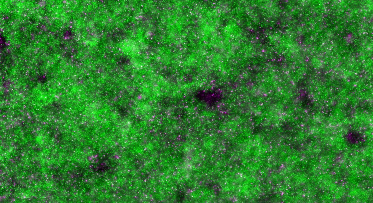 mpi_marburg's tweet photo. How does a microbial community develop? @SilviaEsB and Project Group Leader Remy Colin discovered that purely physical effects of swimming bacteria form its architecture. #bacteria #biophysics Press Release: https://t.co/rDxFieYH4Y https://t.co/n2p6iTux2a