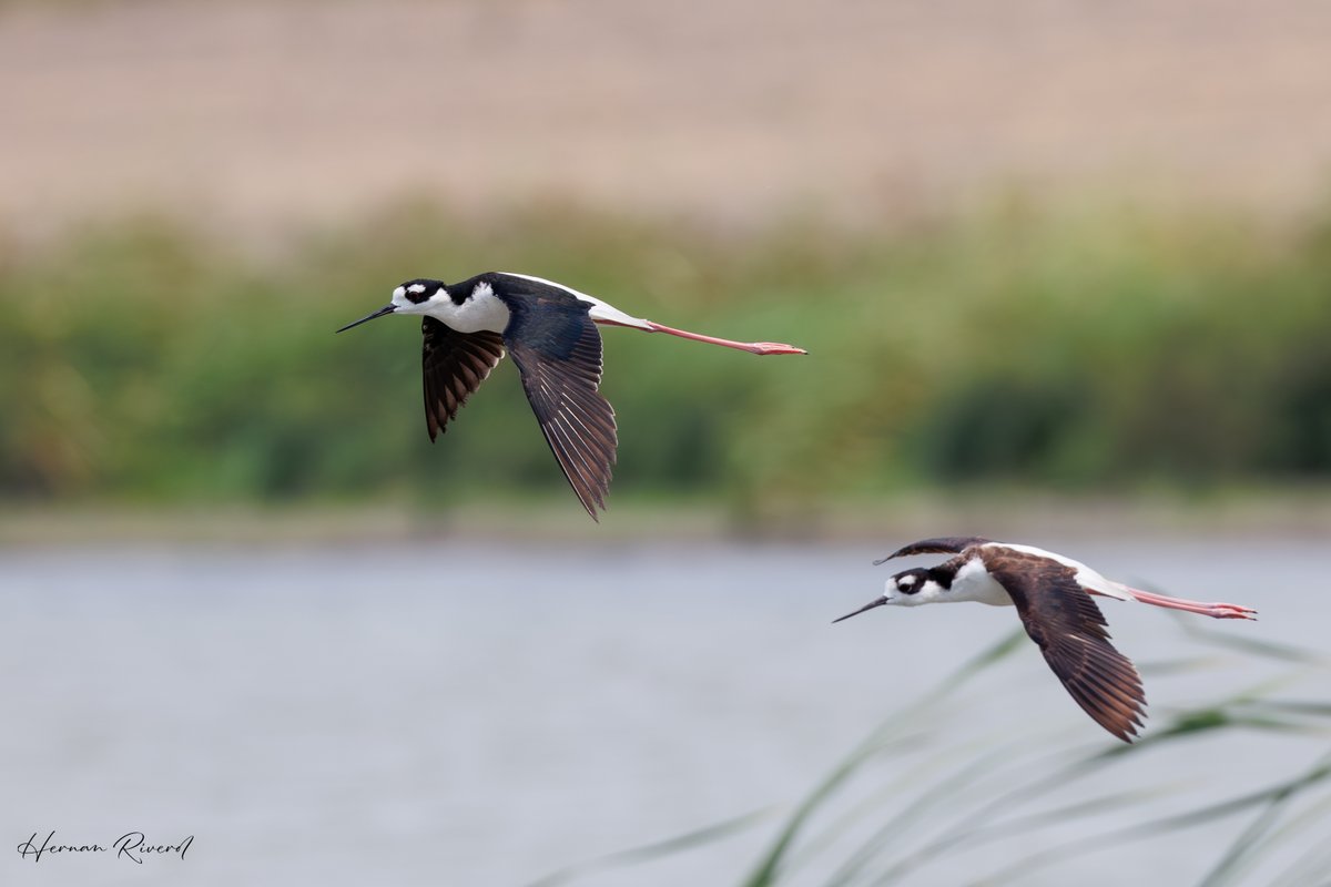 Missed #TwosDay but this pair of Black-necked Stilts (Himantopus mexicanus) are flying in just in time for #WaderWednesday
Spanish Lookout Rice Fields, Belize
May 2024 
#BirdsOfBelize #BirdsSeenIn2024 #birds #birdwatcher
#birdphotography
#BirdsOfTwitter #BirdsofX
#BBCWildlifePOTD