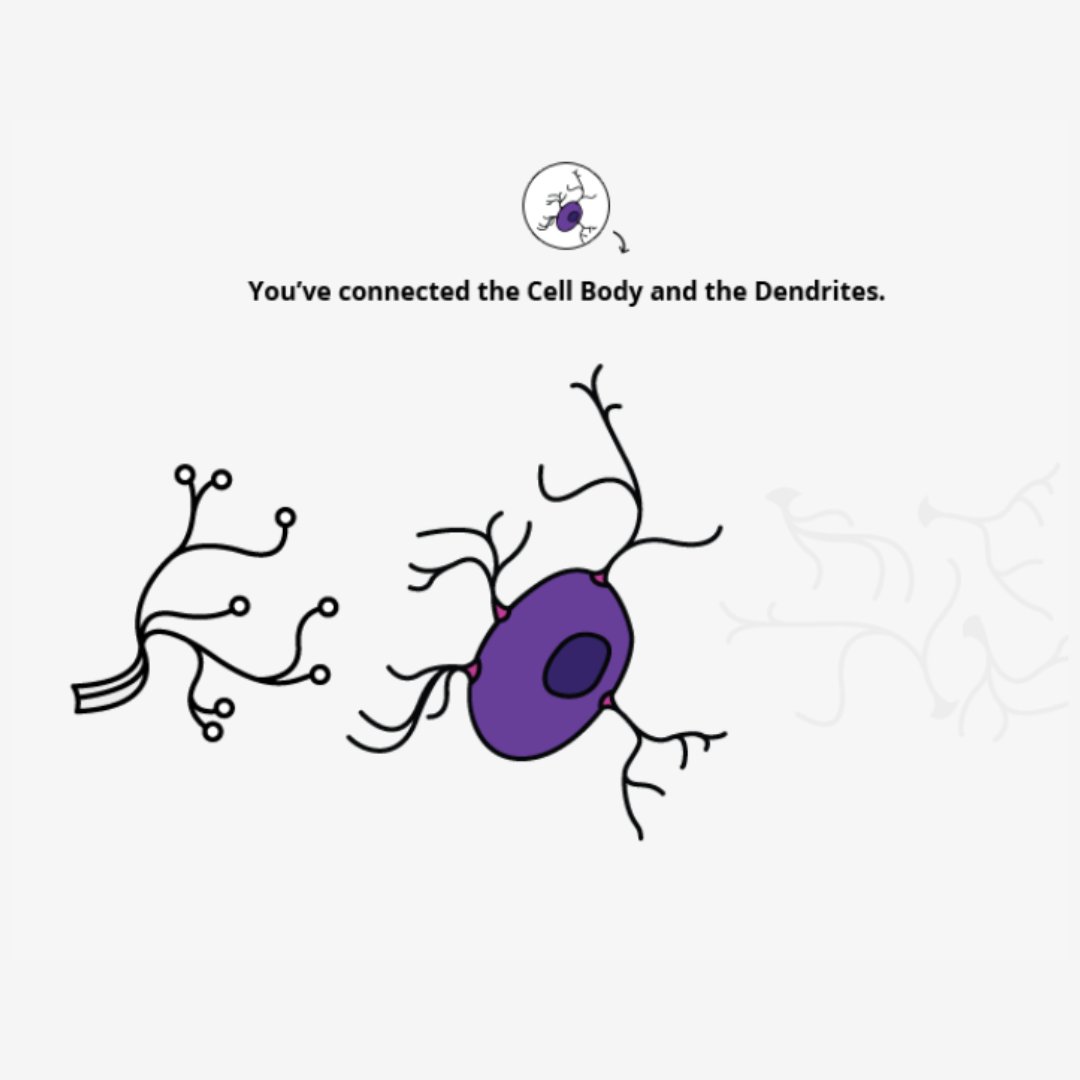 Did you know that neurons are the building blocks of the nervous system? 

Immerse yourself in the fascinating world of #Neuroscience with @Brain_Facts_org's “Build a Neuron” interactive as you assemble a colorful working neuron: ow.ly/V2Ub50RyImf

#MolecularBiology
