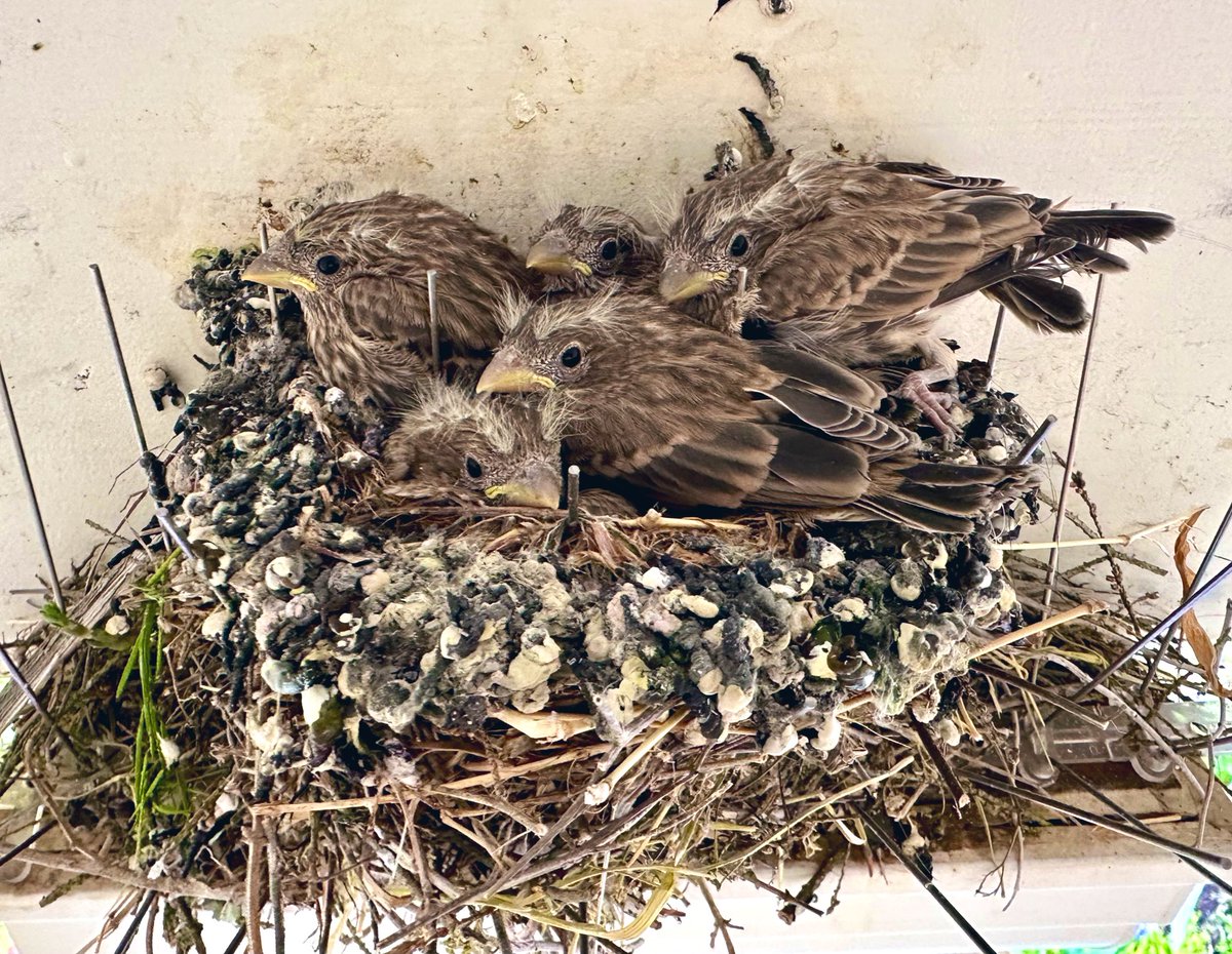 The fledglings are ready to take flight!