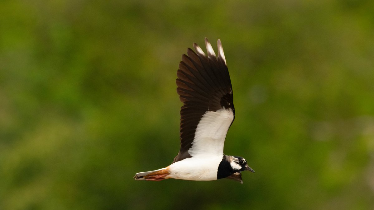 Lapwing from WWT