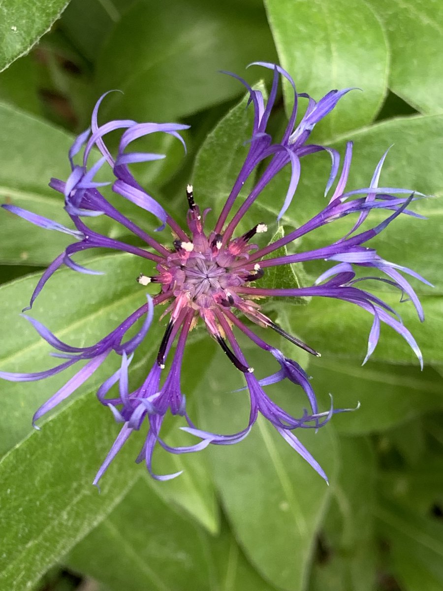 Breathtakingly delicate #wildflowers #NatureBeautiful #Wednesday #GardenersWorld #purple #photographers
