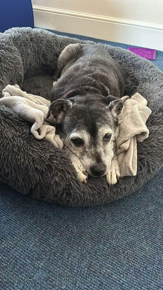 It is with thanks to all supporters, fundraisers and Kennel Crusaders that make it possible for us to give the vet treatment they need and the love and care afterwards to allow our Seniors to recover and find their furever home. Xxx
seniorstaffyclub.co.uk/kennel-crusade…
#BlessedAndGrateful ♥️