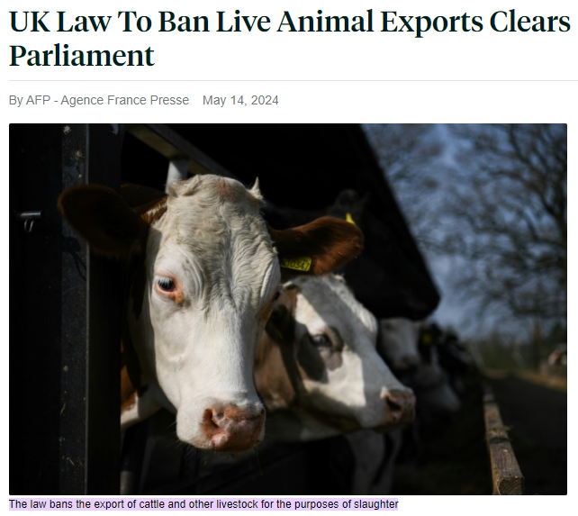 Live exports of animals to slaughterhouses overseas have finally been banned, after decades of hard work from campaigners. Our voices matter, and this new legislation shows the power of public pressure in creating change. However, we need to do more. Animals will still face the