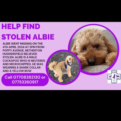 #NewProfilePic
#SpanielHour 

Albie young adult #cockapoo missing on 4/4/24 5pm (visiting family) Poppy Avenue, #Netherton #HD4,seen at football field 6pm then a garden on Greenfinch way..headed towards Magdale/HawkRoyd Bank Road / kestrel bank. Pls 📞 07708382130 or 07753260917