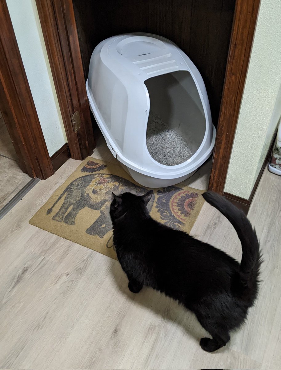 My new bathroom is nearly finished. I got a new floor. I think I like it. It's much better than the 1974 vinyl floor that was here. #wednesdaymorning #CatsOfTwitter #CatsOnTwitter #CatTwitter #blackcats #cats #moggies #RescueCats #minipanfur #voidcats #CatsOfX #CatsOnX #catpics