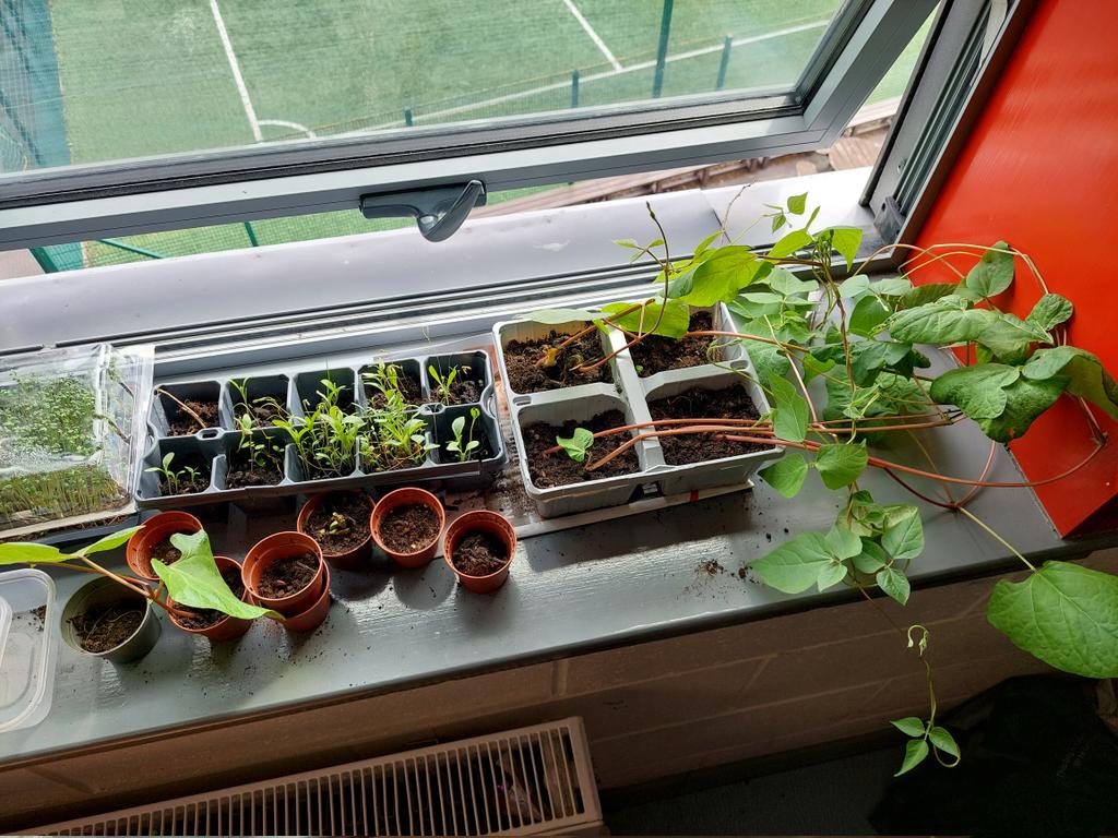 Ardgillan College Climate Action (@ardgillanca) on Twitter photo We've been improving #biodiversity around our school campus #climateaction #balbriggan <a href="/GreenSchoolsIre/">Green-Schools</a> We've been improving #biodiversity around our school campus #climateaction #balbriggan <a href="/GreenSchoolsIre/">Green-Schools</a>