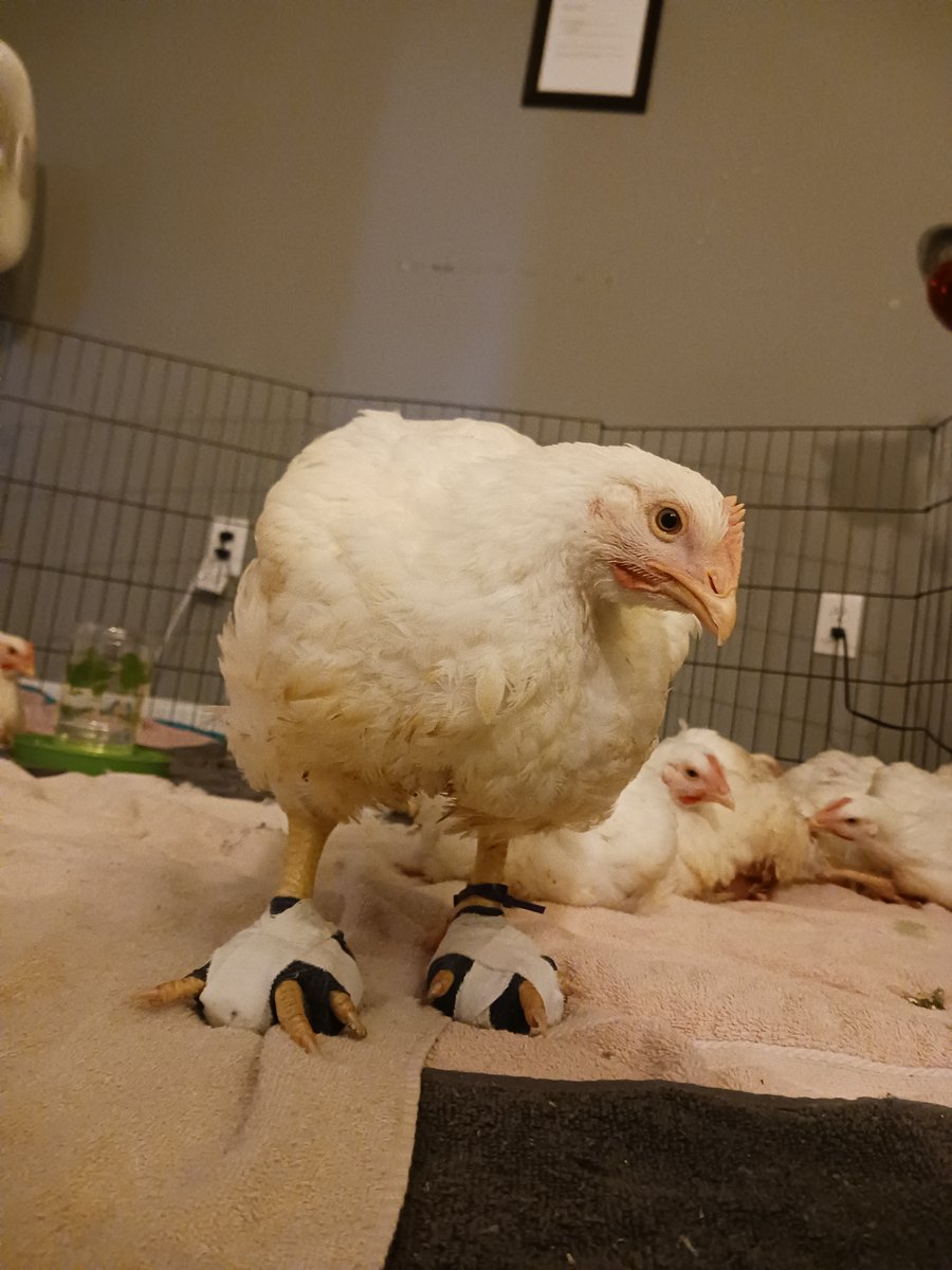 Many of the chickens rescued from the Petaluma Poultry Slaughterhouse had pododermatitis (infected feet). After they were rescued, their feet were bandaged with padding to help them heal. #RightToRescue #PerdueTrial