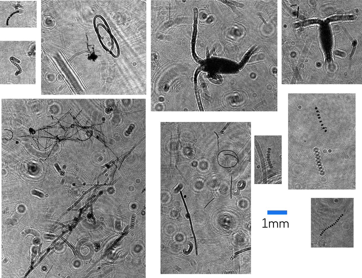 NayakLab tweet media