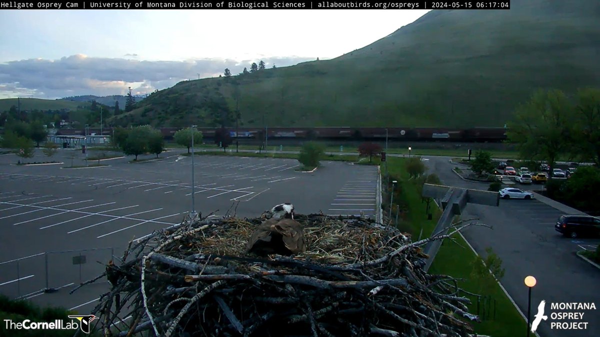 06:17, 5/15 NG (soon to be named!) arrives and we have a changing of the guard #HellgateOsprey