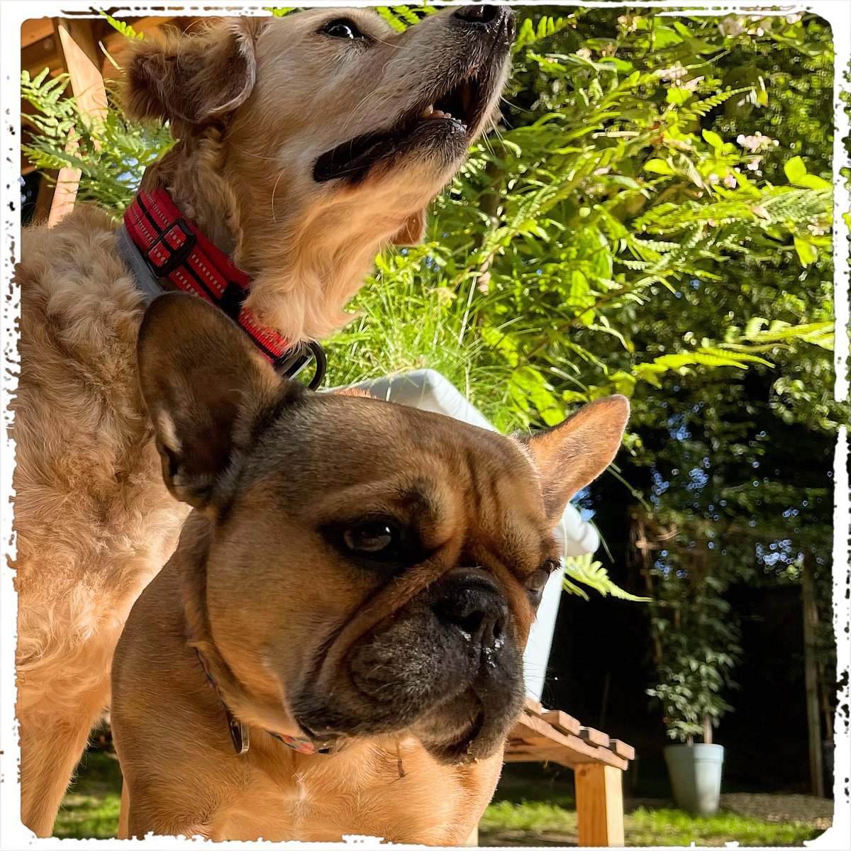 Jessie und Rosi 😁🐶😁…. 
#doglover #ilovemydog #instadog  #dogislove #trustrespectlove #hundeland #hundeblog #lieblingshund #fellnase  #besterhund  #dogsneeddogs