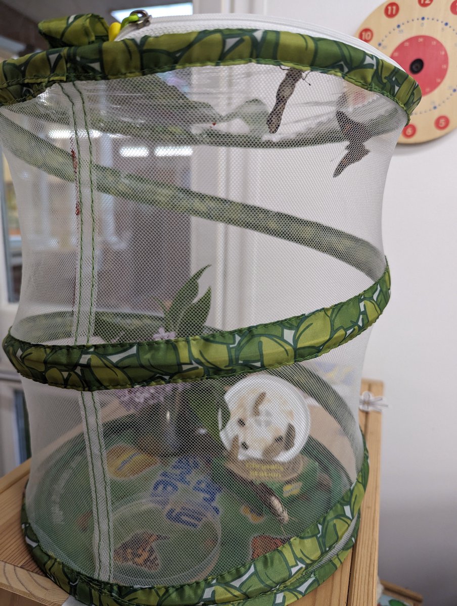 ✨WEEKLY WONDER✨

Our Nursery children have been learning about caterpillars and were excited to watch them grow in our classroom! 🐛This week, the children will be releasing the butterflies into our beautiful grounds!  🦋

#oldbuckenhamhallschool #preprep #suffolkpreprep