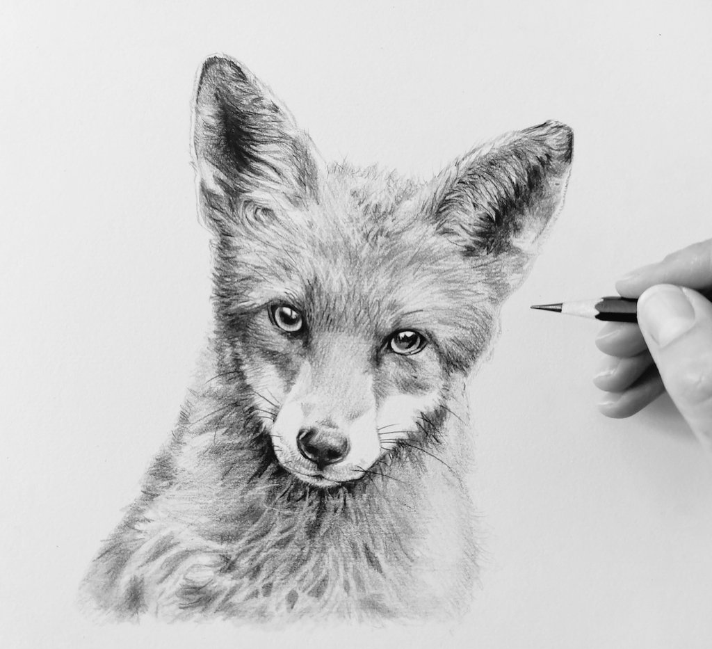 Took some time out yesterday evening to draw this little fox. Size 8x8' graphite pencil. #drawing #art #originalart #fox #wildlife