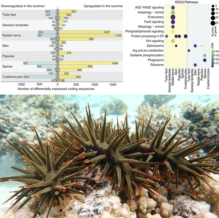 The #CrownOfThornsStarfish (COTS), notorious destroyer of #CoralReefs, reproduces exclusively in the summer. This study reveals seasonal changes in #COTS gene expression and new insights into circannual biological rhythms in tropical oceans #PLOSBiology plos.io/3ylwe2y