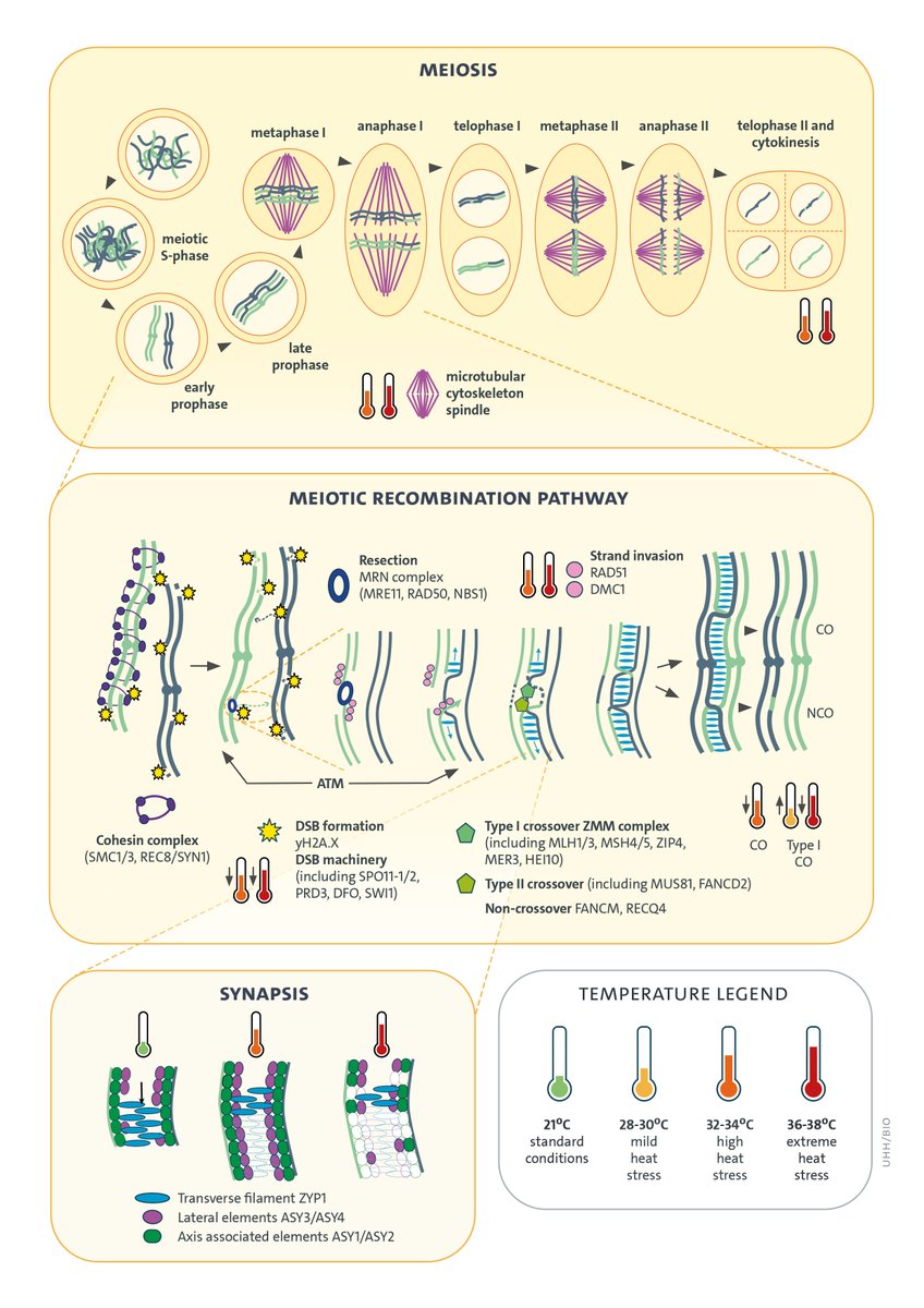 JokeDJB's tweet photo. New Review: Heating up meiosis with @LabSchnittger 
https://t.co/ngE6hzW4bU https://t.co/xUmyzkbYR9