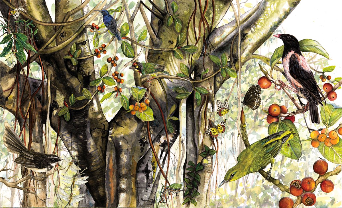 Ravi Jambhekar | Ecologist | Illustrator (@ravijambhekar) on Twitter photo The majestic Banyan tree and the life it supports. Made this illustration for a book on biodiversity for Indian Institute for Human Settlements. How many species can you spot? Can you believe all these species were seen on a single Banyan tree in Bangalore! The majestic Banyan tree and the life it supports. Made this illustration for a book on biodiversity for Indian Institute for Human Settlements. How many species can you spot? Can you believe all these species were seen on a single Banyan tree in Bangalore!