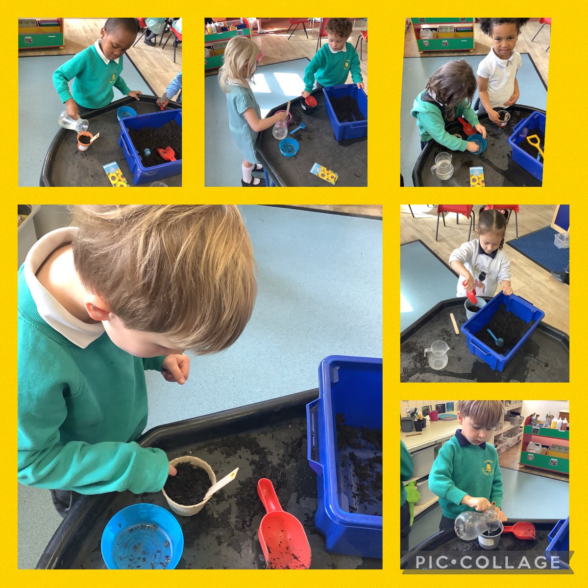 We have been busy planting sunflower seeds 🌻#RadnorD1