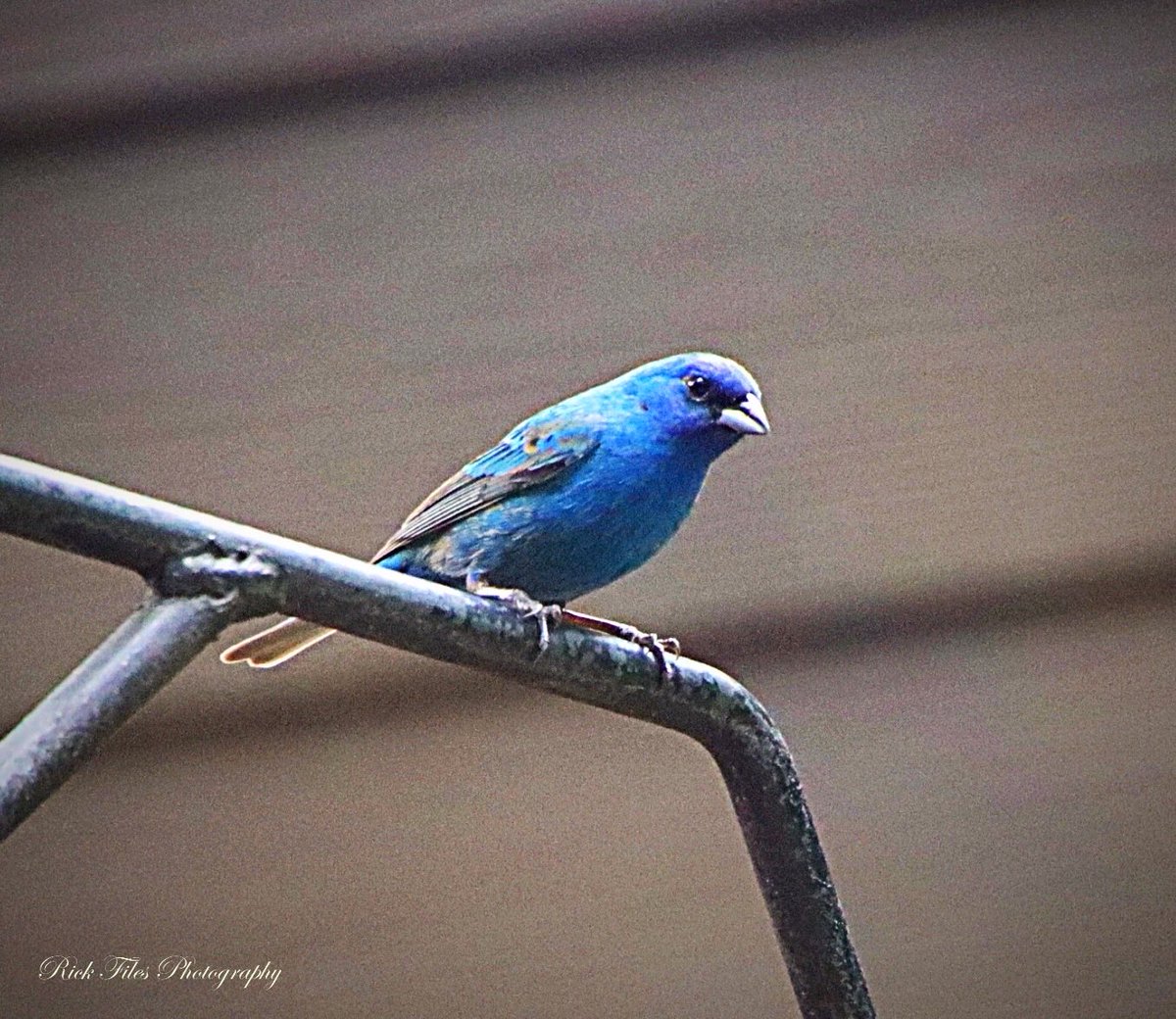 Good Morning… 💙Indigo Bunting #Birds #Birding #Wildlife #Nature #TwitterNatureCommunity #BirdPhotography #Photography