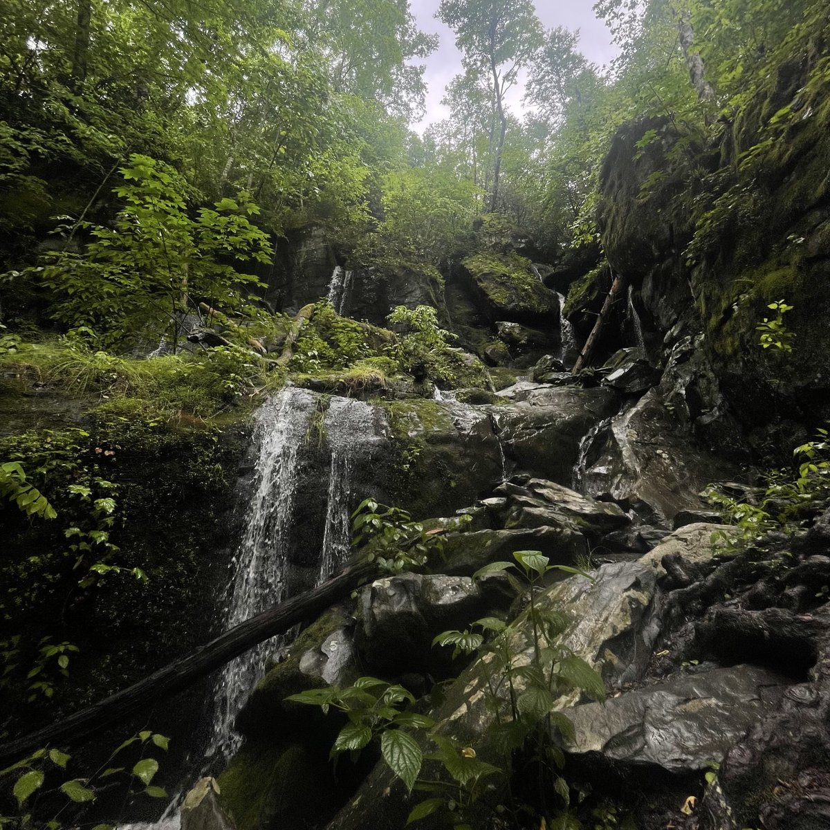 The Smokies has two things that result in many waterfalls, elevation gradient and rain. Over 85 inches of average annual rainfall bring them to life.  Waterfalls can be seen throughout the park, deep in the backcountry or even on the roadside!