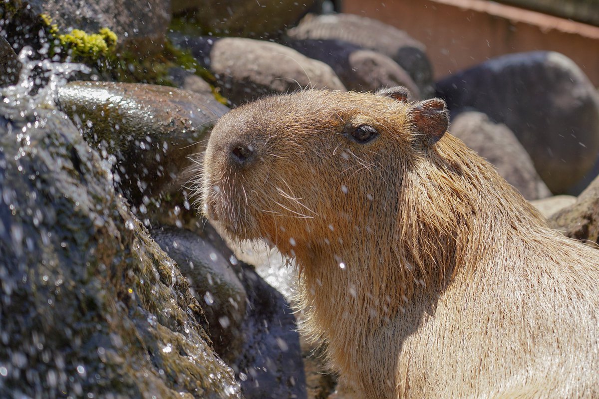 今日は20℃越えの暖かさ！！ 水辺で過ごすのが、気持ちいい季節です 💦 #カピバラ #capybara #富士サファリパーク fujisafari.co.jp/animal-fureai/…