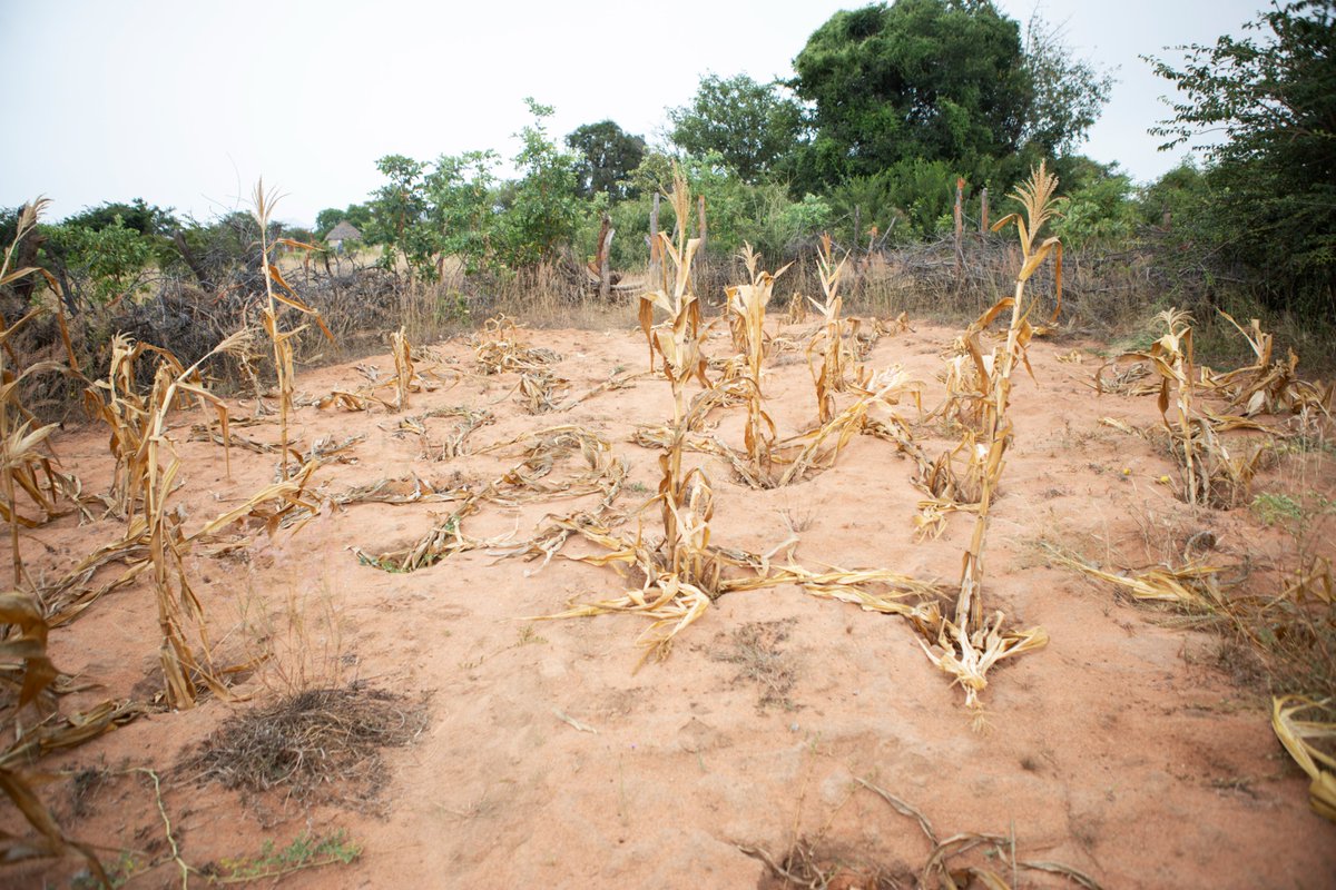 Many farmers in Buhera have lost all their crops due to the drought. Rey, the District Field Officer of @ZrcsRed shows us what is left of the crops. Local authorities in Buhera say that up to 90 % of the crops have failed due to the drought. More support is urgently needed.