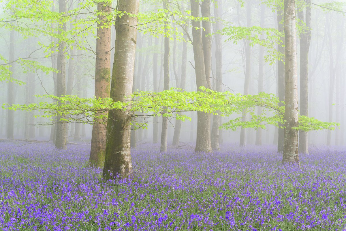 Another day, another bluebell shot! This one from that stunning misty morning a few weeks back in a Dorset woodland.