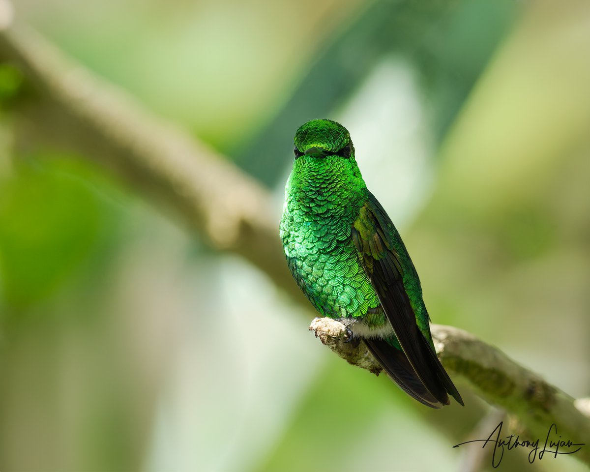 #175 this Short-tailed Emerald was not see for a week or two. It wasn't until my first morning did he appear. Such a little glittering cutie! Short-tailed Emerald Chlorostilbon poortmani IUCN status - Least Concern #shorttailedemerald #emerald #hummingbird #nuts_about_birds...