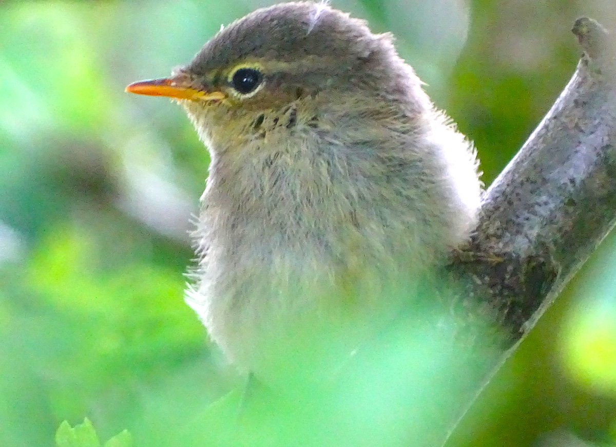 Doing it's best angry bird impression, how cute is this  Chiffchaff fledgling from this morning.