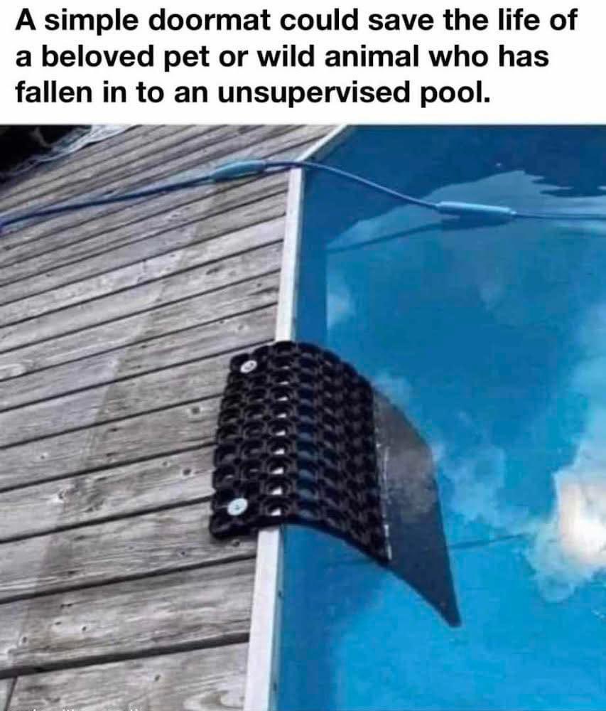 ATTENTION POOL OWNERS

💡 This is a great idea! Animals are naturally curious and drawn to water.

#Guelph #GuelphPestControl #HomeInspections #Home #Mice #Raccoons #BedBugs #Spring #PoolSafety #AnimalSafety #PetSafety
sleepeasypestcontrol.com