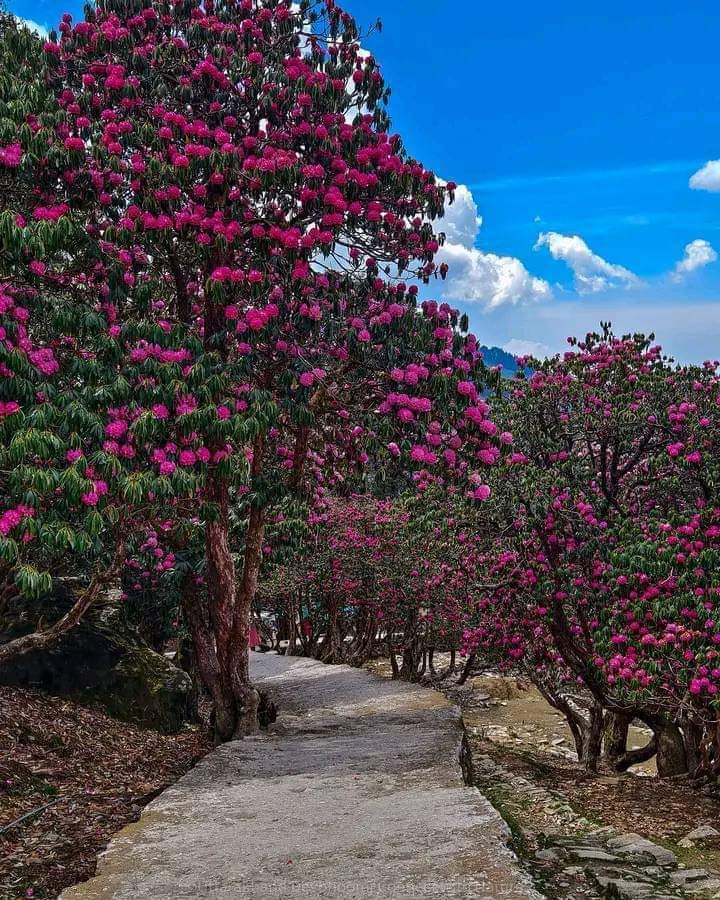 On the way to Tungnath, Uttarakhand India 🇮🇳