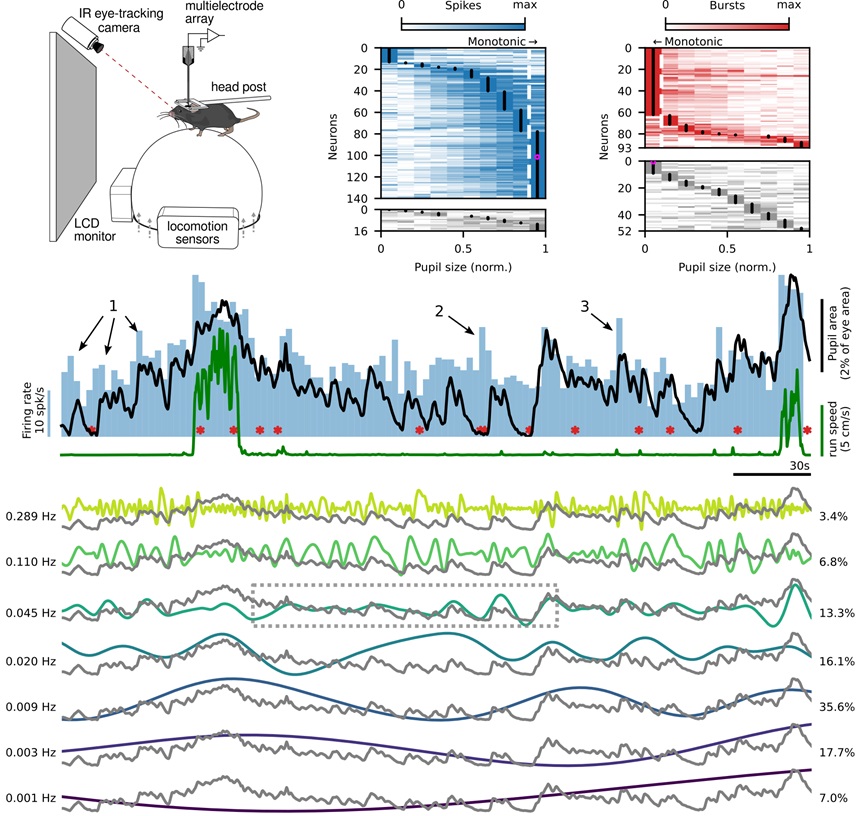 #PupilSize can be used as an indicator of #arousal, but how does it relate to #NeuralActivity? @visioncircuits &co reveal multiple timescales of pupil dynamics and characterize their relationship to neural activity in mice @LMU_Muenchen #PLOSBiology plos.io/44KFGJ0