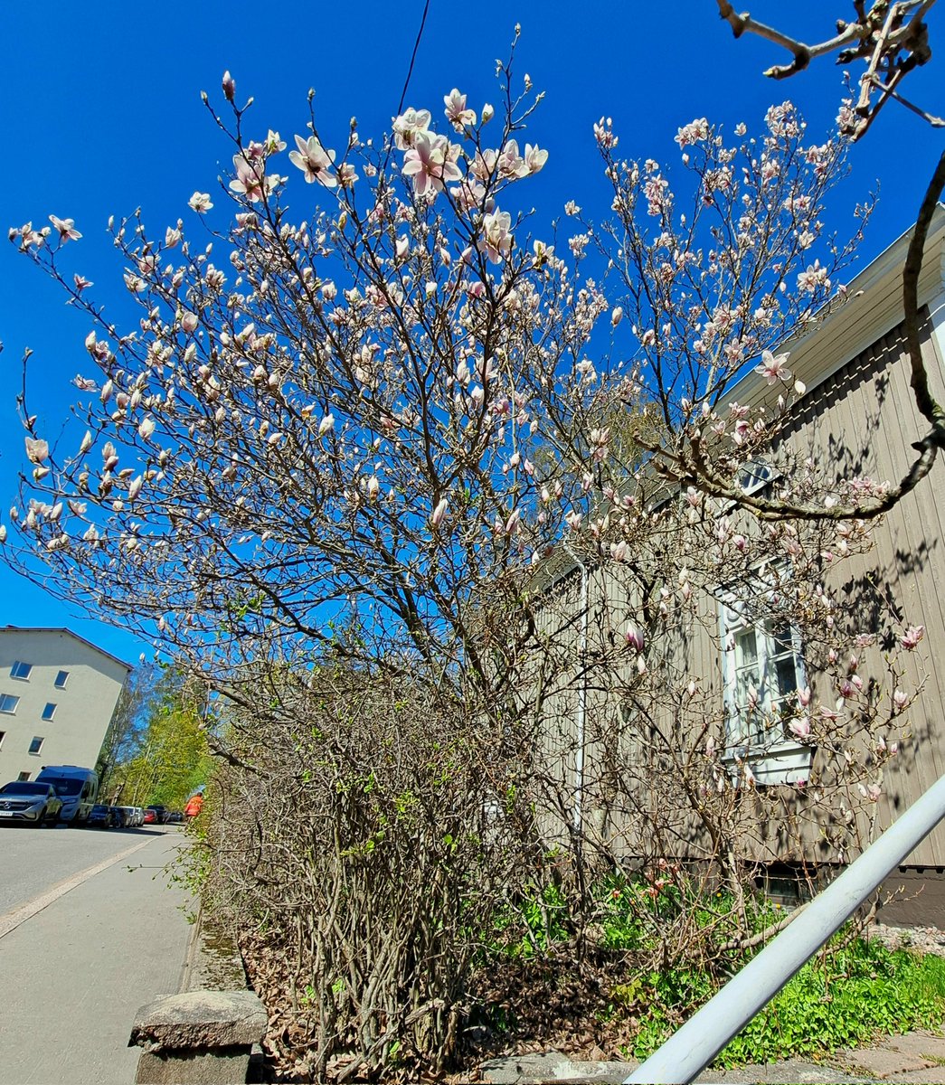 Kuu kiurusta kesään, puolikuuta peipposesta, västäräkistä vähäsen, Kalervonkadun Magnoliasta ei päiväkään. #magnolia #kalervonkatu #Käpylä