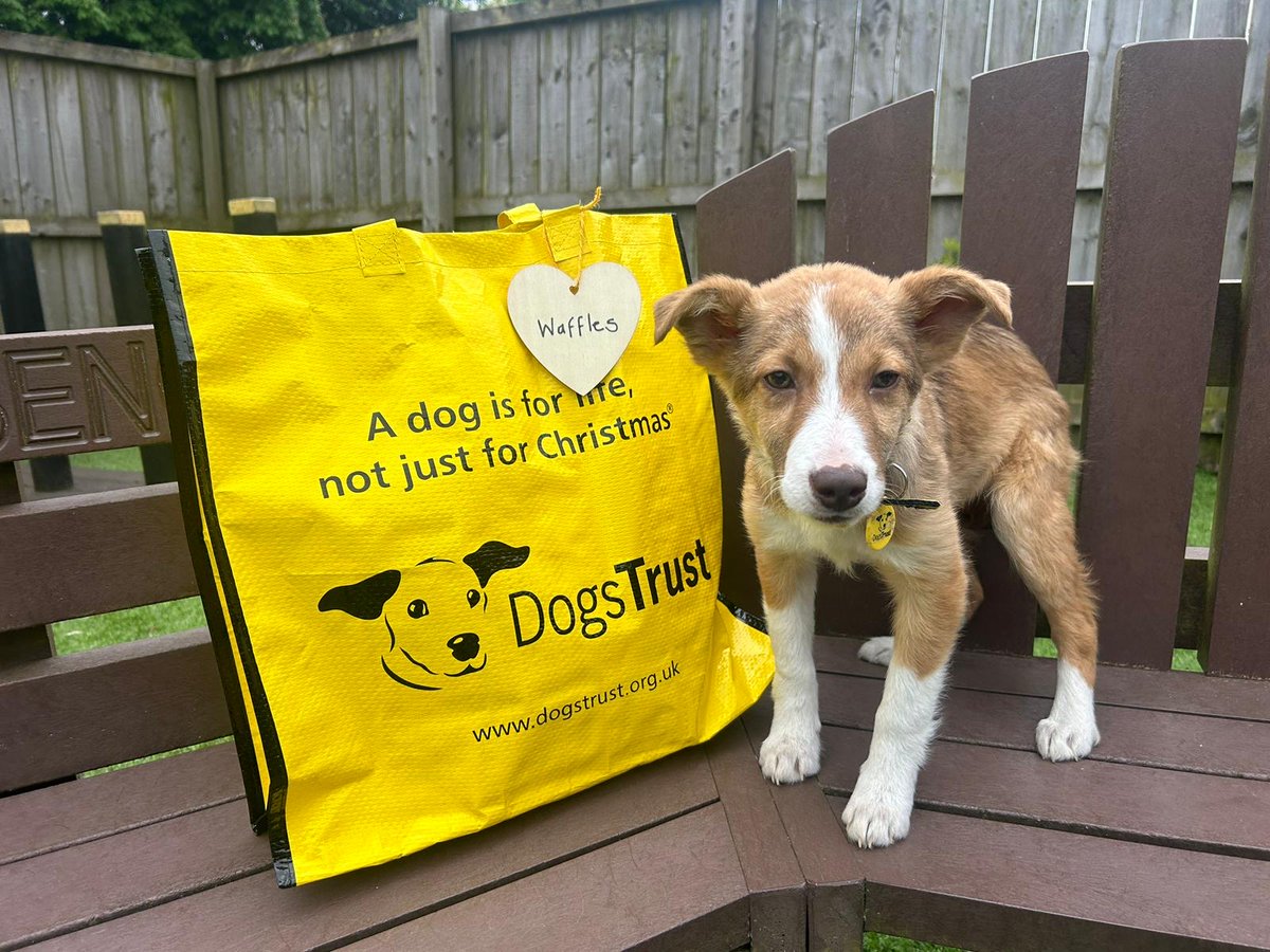 The lovely Waffles 🧇 was next in line to join her sister as she also packed her big yellow bag 💛 as she headed off home 🏡 with her forever family ready for lots of fun filled adventures! 🏔️ @DogsTrust #BigYellowBagDay #AdoptDontShop #ADogIsForLife