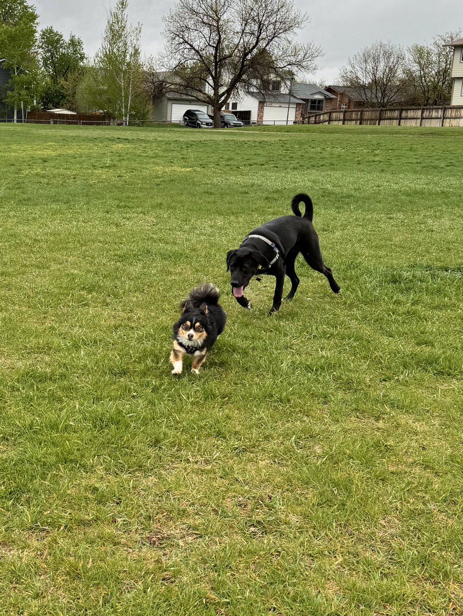 Happy Wednesday #dogs #colorado #walkingthedogs #colorfulcolorado