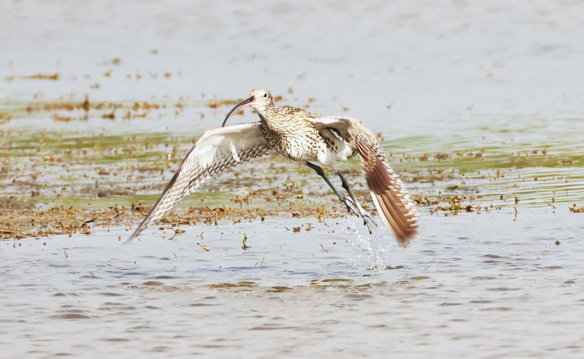 Curlew at Lodmoor RSPB this morning but not for long
