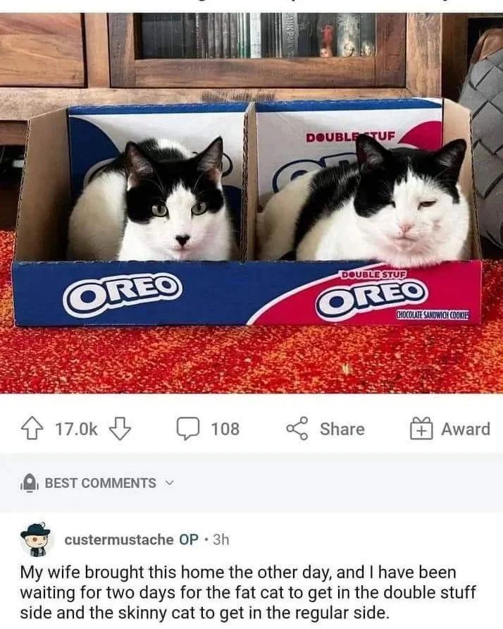 Oreo cat