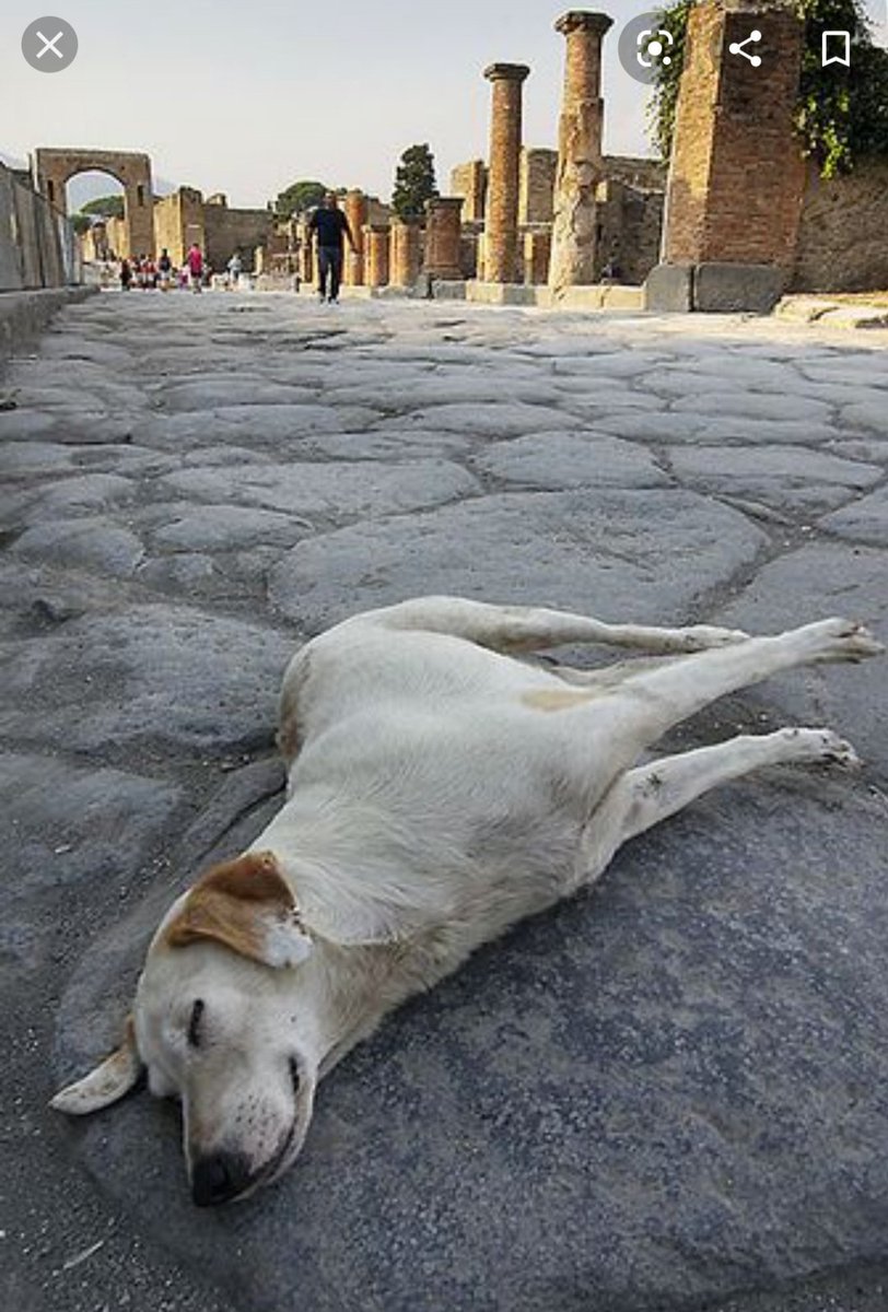 🏛Snoozy Pompeii dog. 🐕 📷 Memorium: Matthew Myatt Flickr #ClassicalPooches